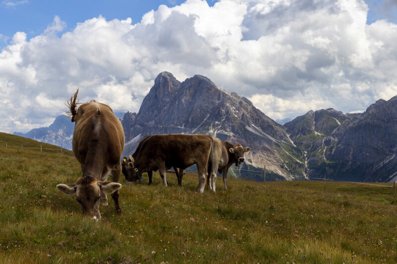 Cow_0215.jpg