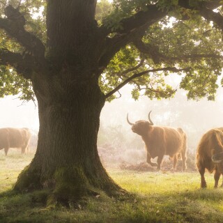 Cow_0218