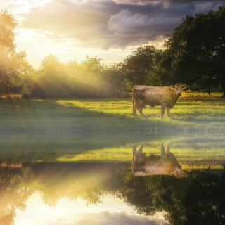 Cow_0221