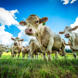 Cow_0224