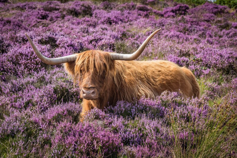 Cow_0225.jpg
