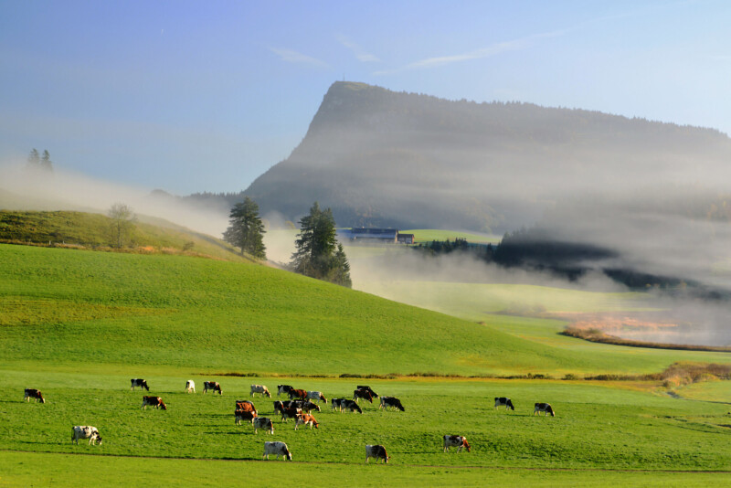 Cow_0231.jpg