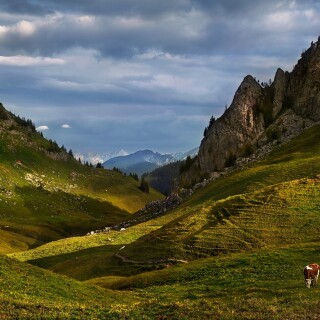 Cow_0235