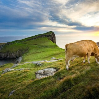 Cow_0237