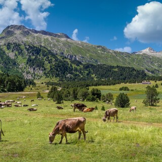Cow_0248