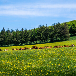 Cow_0249
