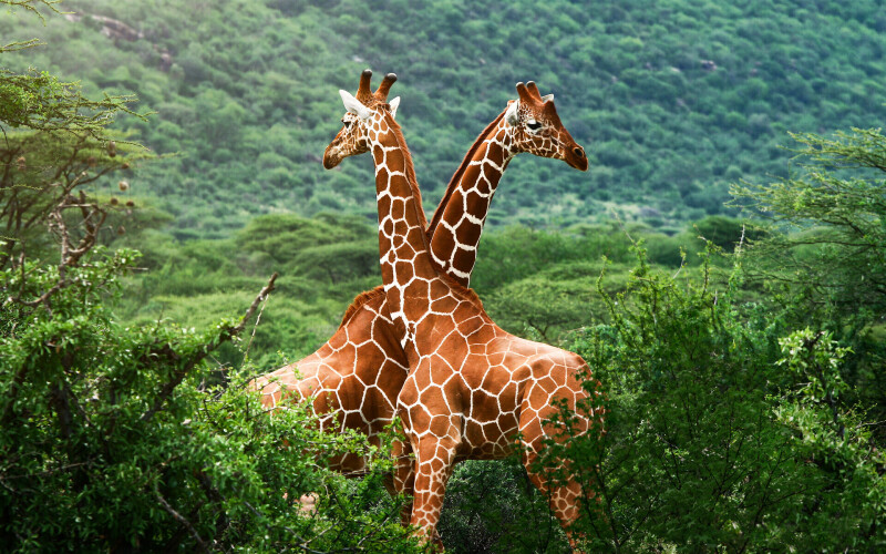 Giraffe_0006.jpg