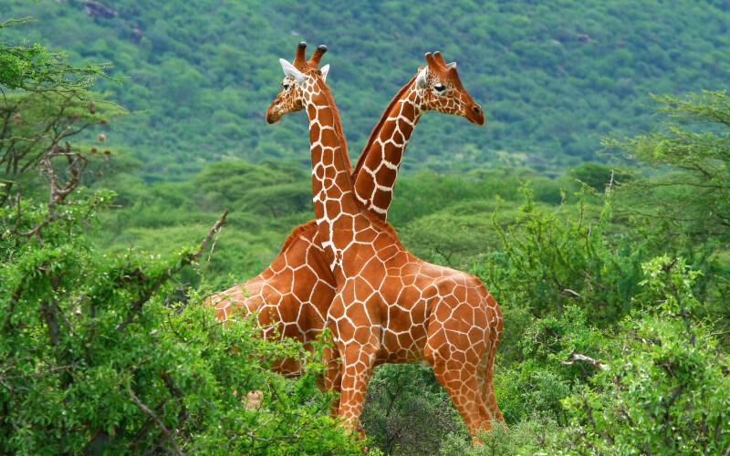 Giraffe_0008.jpg
