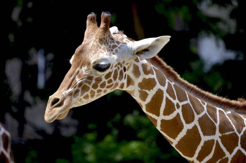 Giraffe_0018.jpg