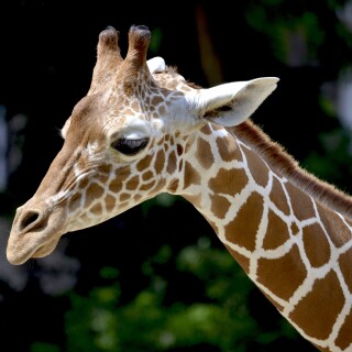 Giraffe_0018