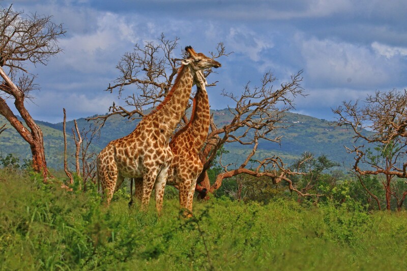 Giraffe_0028.jpg