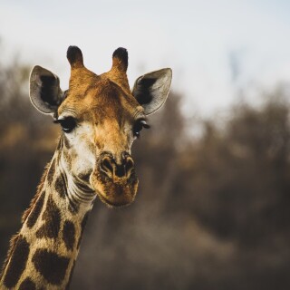 Giraffe_0029