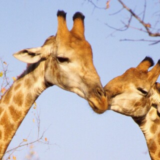 Giraffe_0032