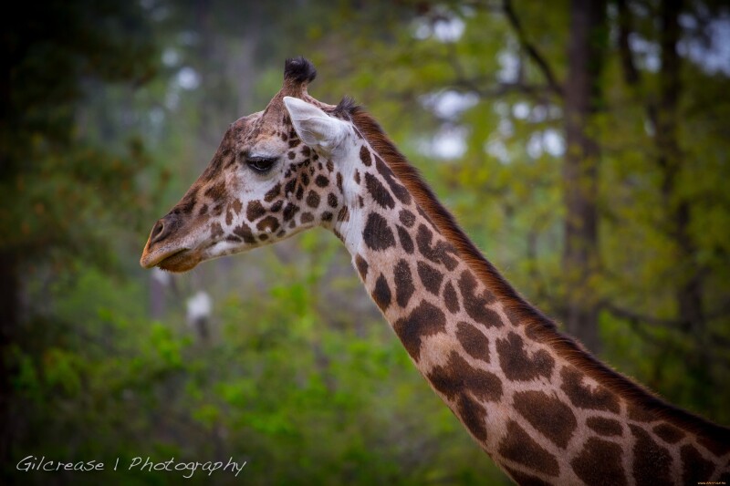 Giraffe_0034.jpg