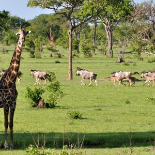 Giraffe_0035