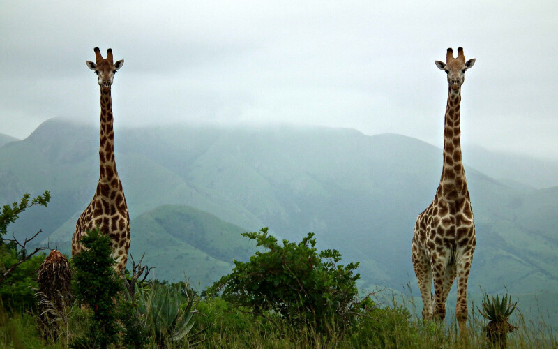 Giraffe_0038.jpg