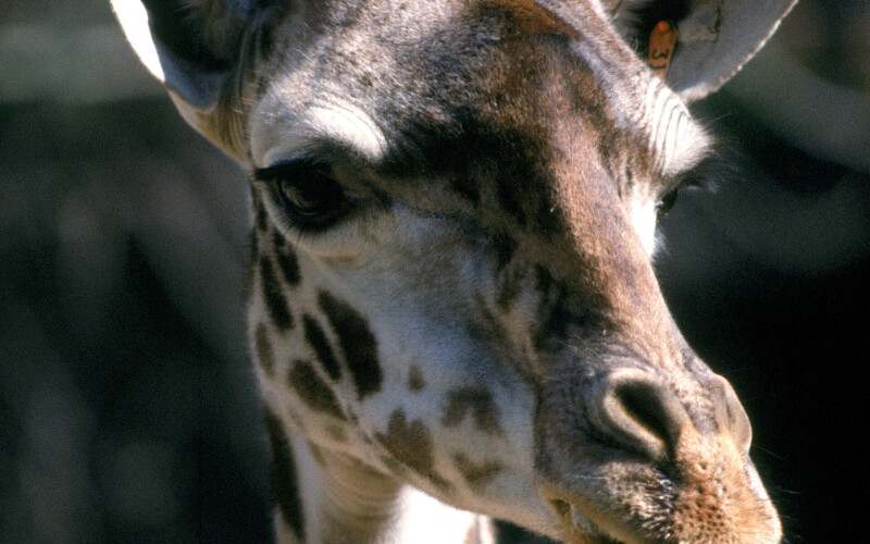 Giraffe_0040.jpg