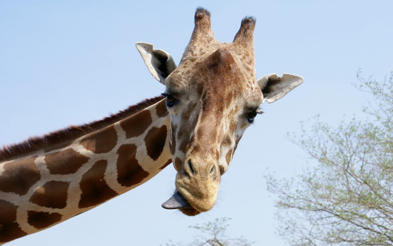 Giraffe_0044.jpg