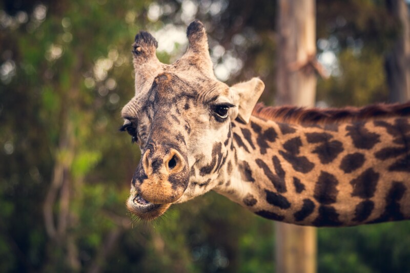 Giraffe_0046.jpg