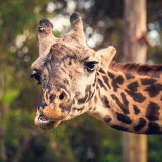 Giraffe_0046