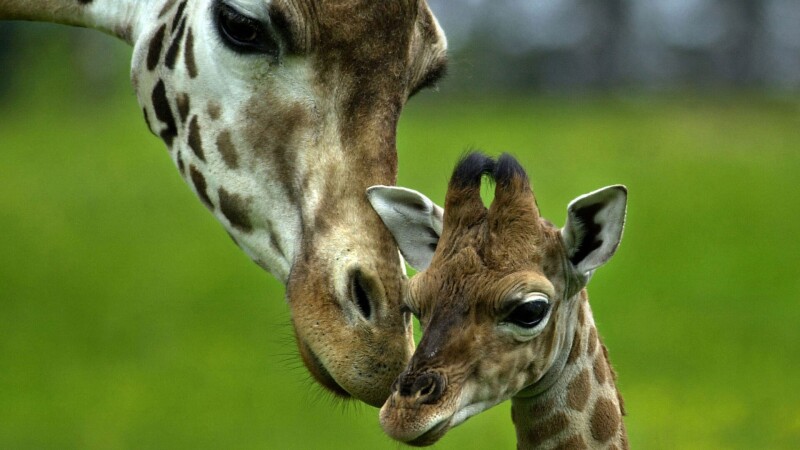 Giraffe_0049.jpg