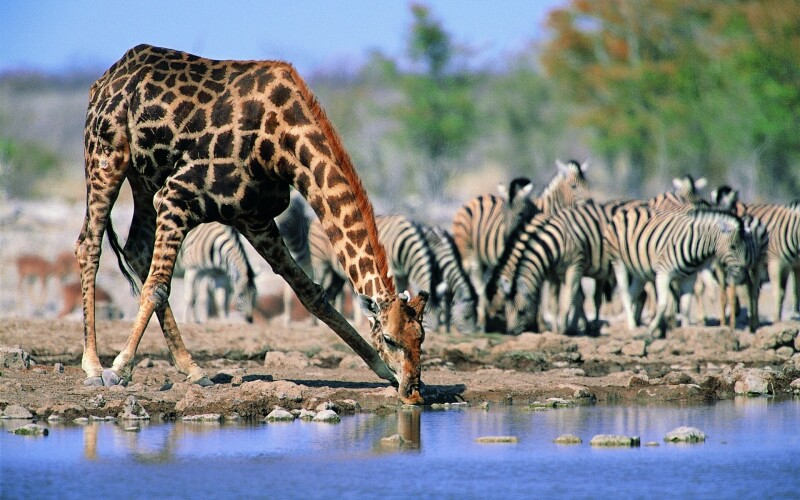 Giraffe_0050.jpg