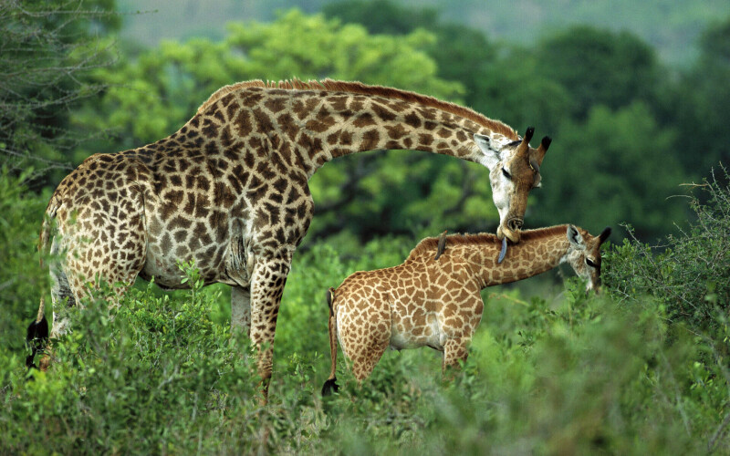 Giraffe_0057.jpg
