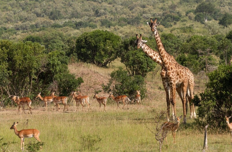 Giraffe_0059.jpg