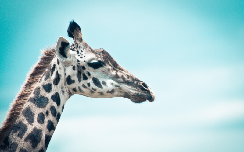 Giraffe_0062.jpg
