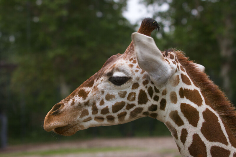 Giraffe_0063.jpg