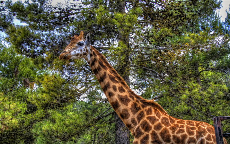 Giraffe_0064.jpg