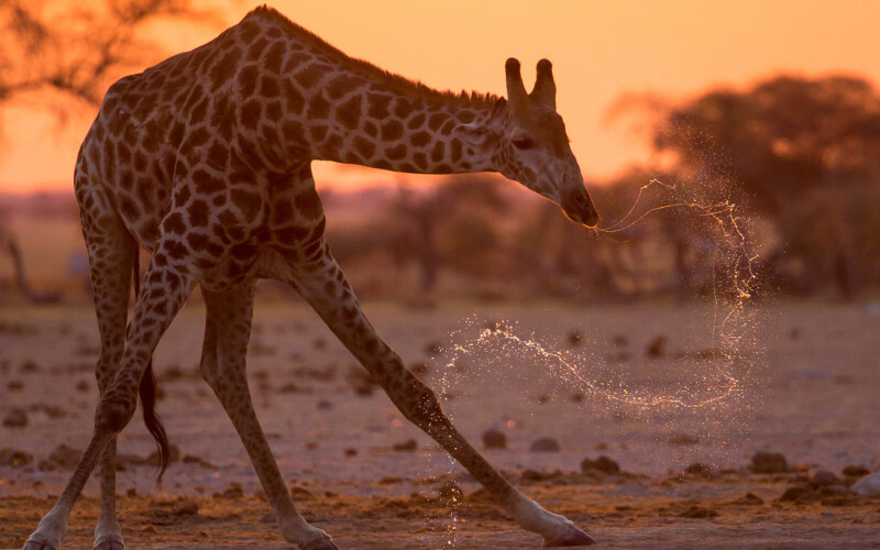 Giraffe_0072.jpg