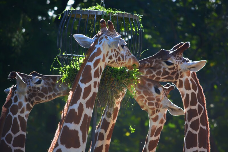 Giraffe_0074.jpg