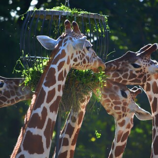 Giraffe_0074