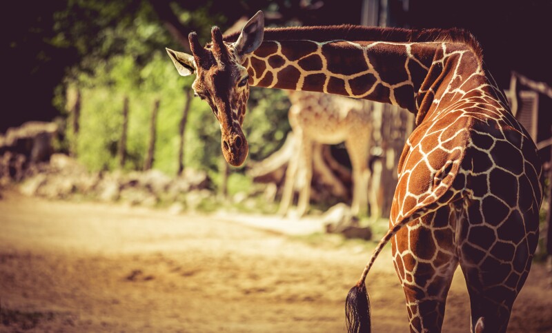 Giraffe_0075.jpg
