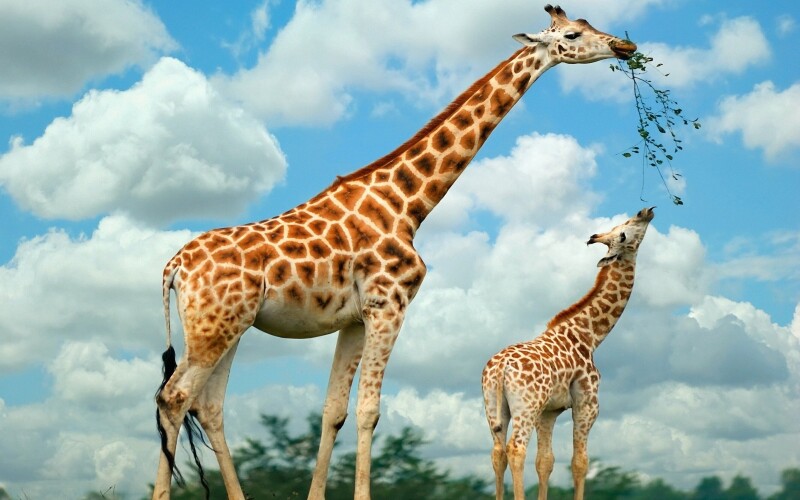 Giraffe_0077.jpg