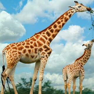 Giraffe_0077