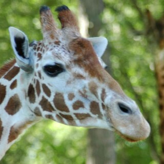 Giraffe_0078