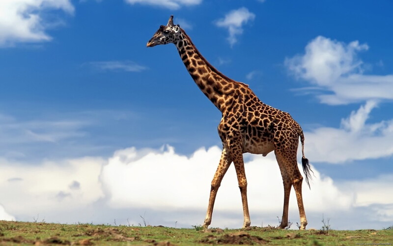 Giraffe_0079.jpg