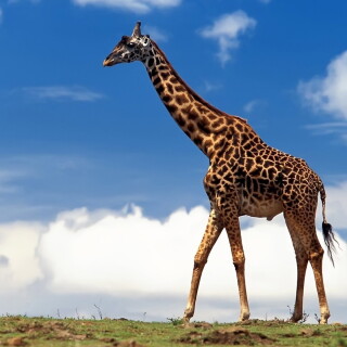 Giraffe_0079