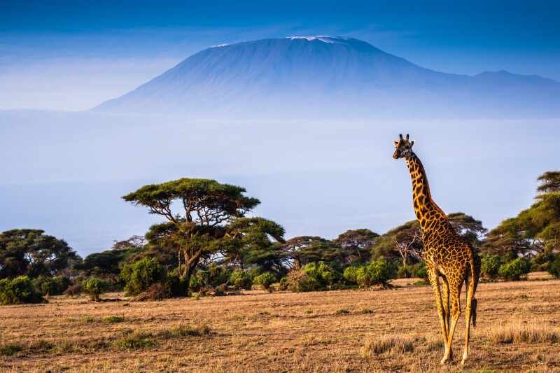 Giraffe_0082.jpg