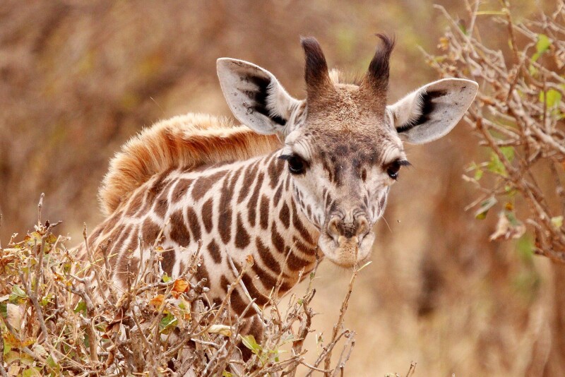 Giraffe_0083.jpg