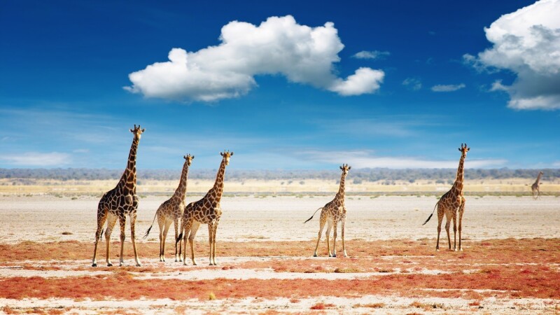 Giraffe_0084.jpg