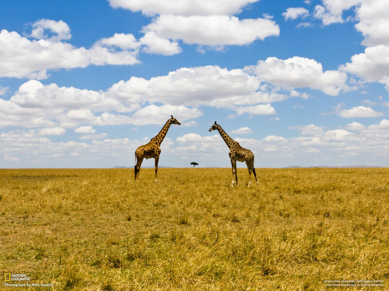 Giraffe_0086.jpg