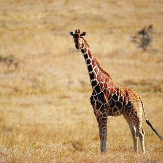 Giraffe_0088