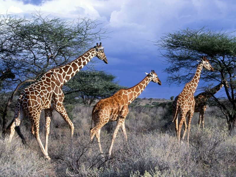 Giraffe_0090.jpg