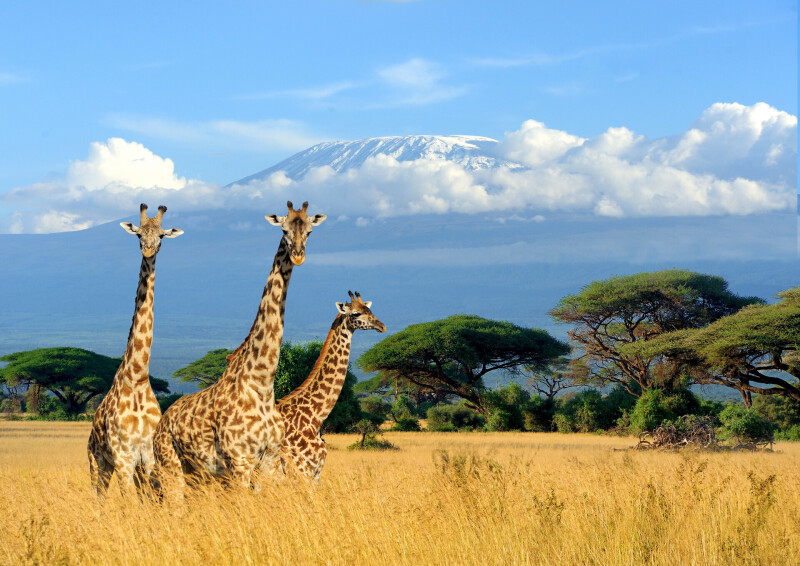 Giraffe_0091.jpg
