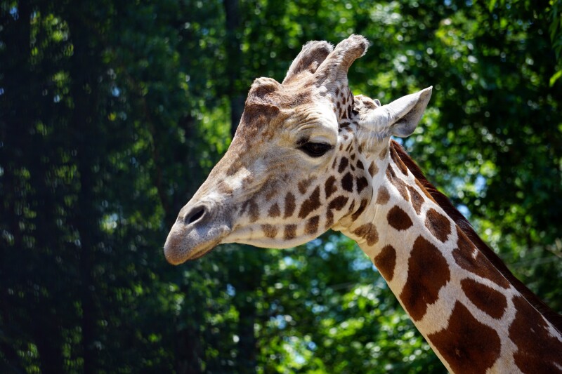 Giraffe_0100.jpg