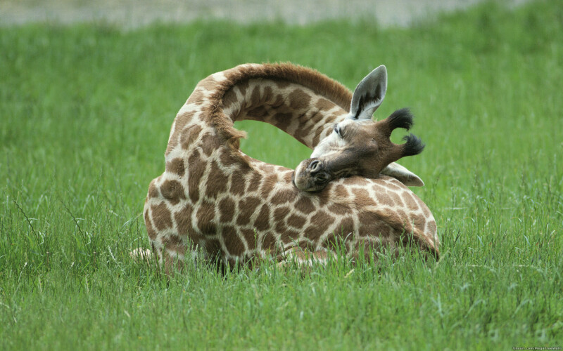 Giraffe_0101.jpg