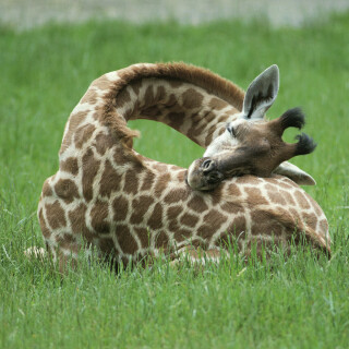 Giraffe_0101